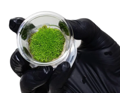 Утрикулярия (меристемное растение)